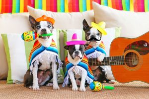 miley-howie-winnie-cinco-de-mayo-boston-terrier-puppies-02