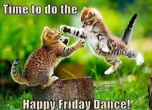 Cats Friday