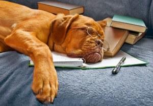 Dog Studying