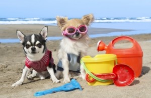 Dog on Beach