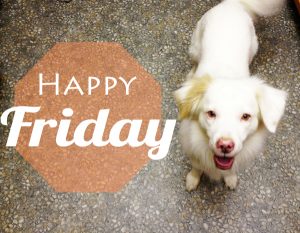 Happy-Friday dog