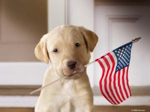 Puppy_USflag_1024x768