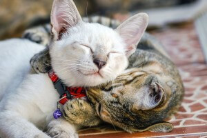 Two Kitties Sleeping