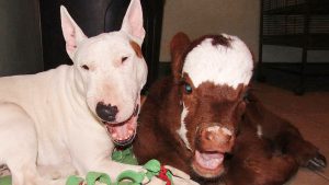 miniature-cow-rescued-today-170330-tease_7eb670df811ed065348cebea645ffb9d