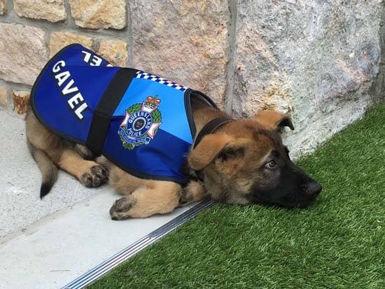 <div class='meta'><div class='origin-logo' data-origin='none'></div><span class='caption-text' data-credit='Governor of Queensland'>Gavel was too friendly for police work and flunked out of police dog academy. However, he landed firmly on his paws and found a new job that perfectly matched his personality.</span></div>
